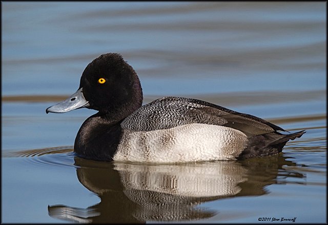 _1SB0374 lesser scaup drake.jpg